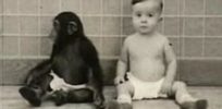 human child chimpanzee baby lg