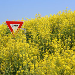 GMOcanola