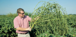 New Superweeds now resist Monsantos Roundup