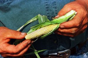 Scientists-develop-strategy-to-contain-GMOs-to-the-lab
