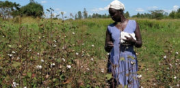 Uganda cotton fields blooming large