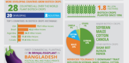 global status crops