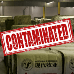 hay china alfalfa gmo contaminated