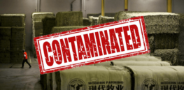 hay china alfalfa gmo contaminated