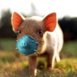 pig with mask x