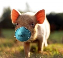 pig with mask x