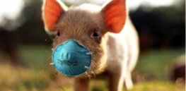 pig with mask x