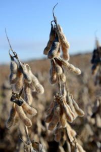 Soybean Seed in Plots