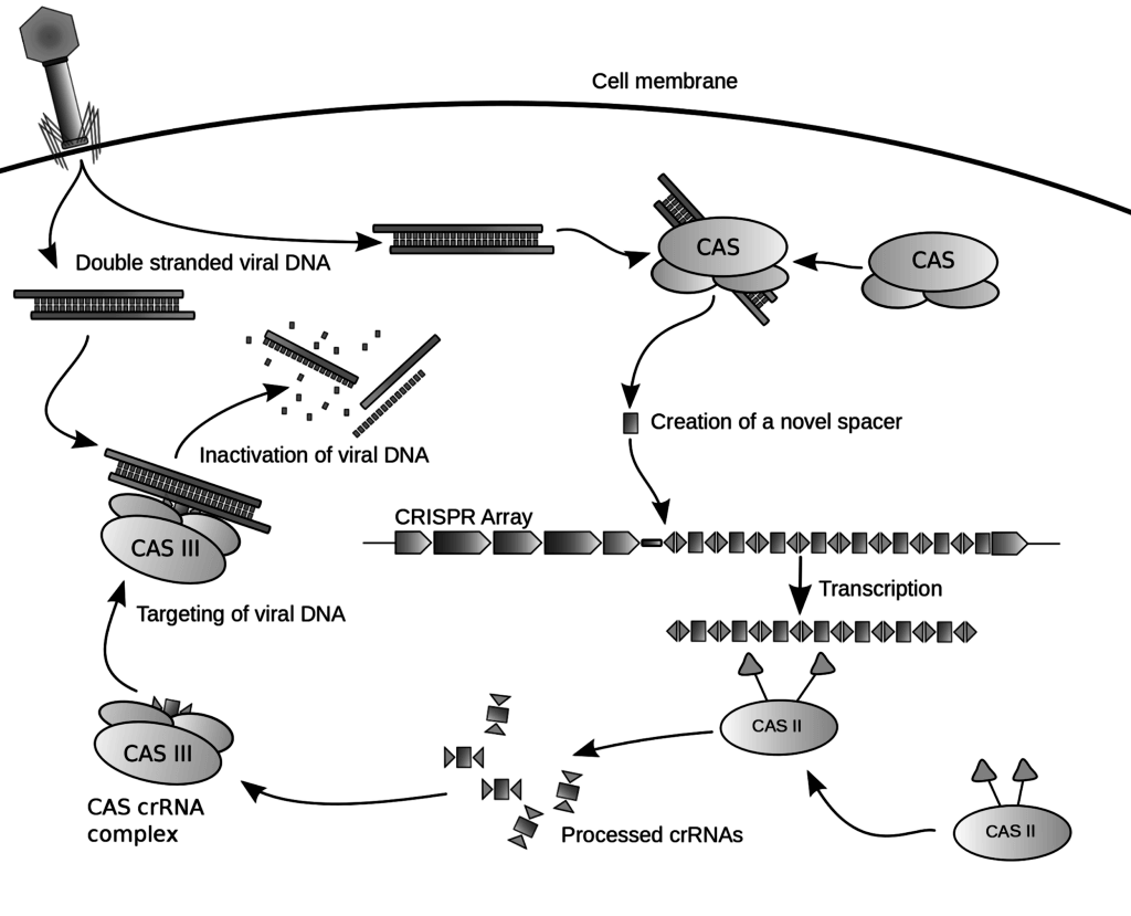 Diagram of CRISPR system via Wikipedia