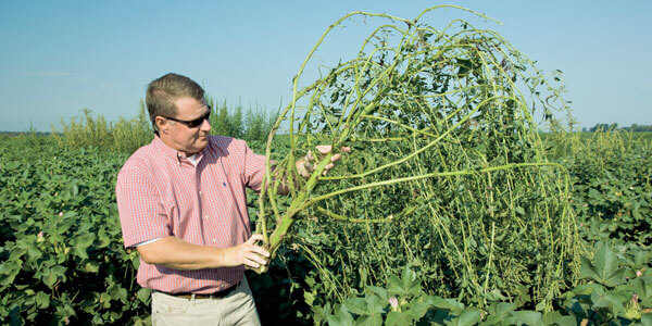 New Superweeds now resist Monsantos Roundup
