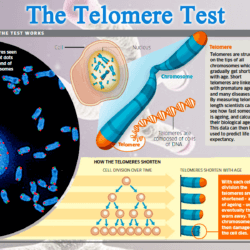 TelomereTestchart