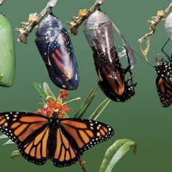 chrysalys