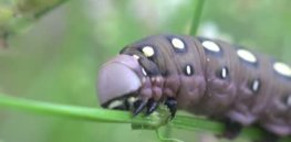 stock footage brown caterpillar insects macro k