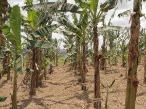 ugandan-gm-banana-plantation