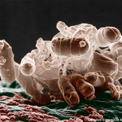 ecolibacteria