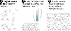 Bioprinted organs