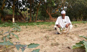 Abul Baten's Bt brinjal crop died prematurely, causing huge financial losses, claims Ho.