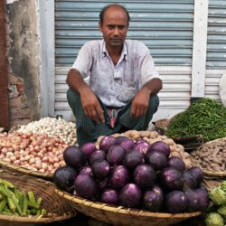 Bt brinjals on the market