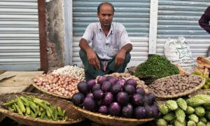 Bt brinjals on the market