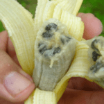 DNU panama disease