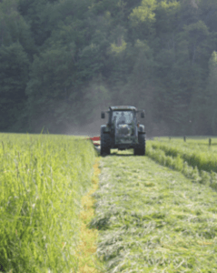 Our grass, cut and harvested as silage for winter feeding, is grown without the use of chemical fertilizers. We use animal manures and compost to fertilize our grass and corn crops.