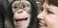 chimpanzee and human