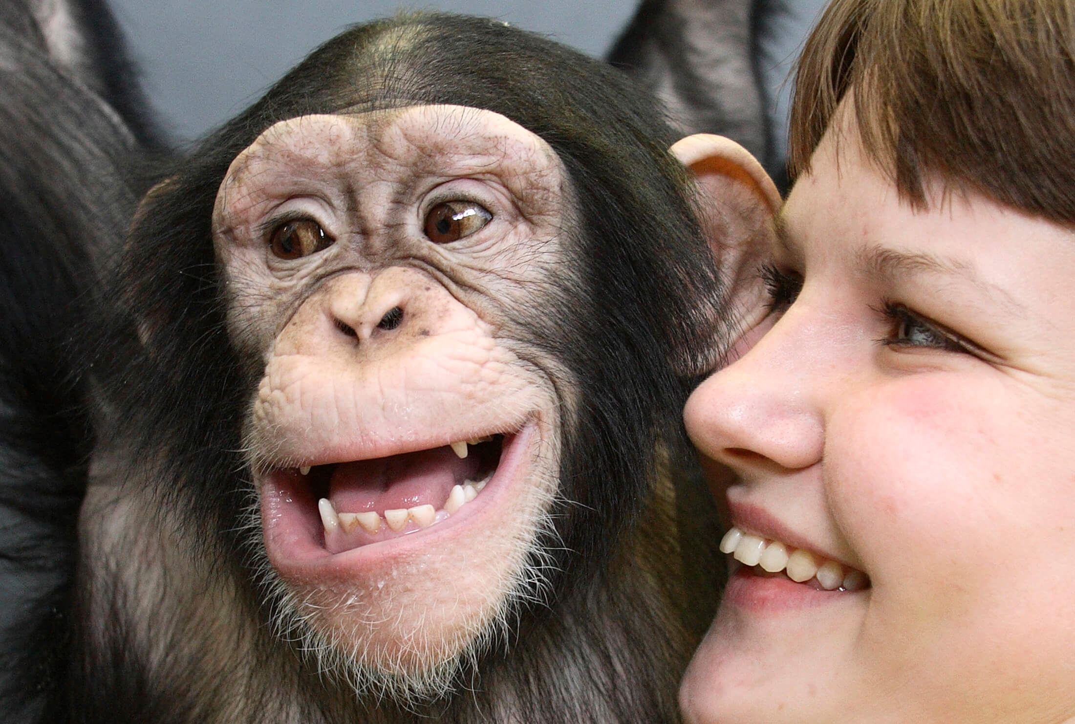 chimpanzee monkey