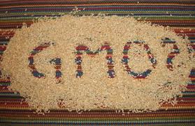 gmo seeds