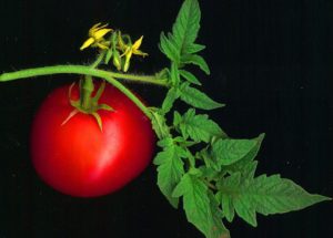 1024px-Tomato_scanned