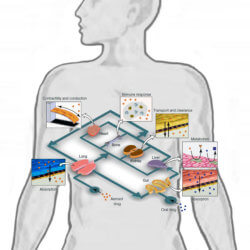 Conceptual Schematic of a Human on a Chip