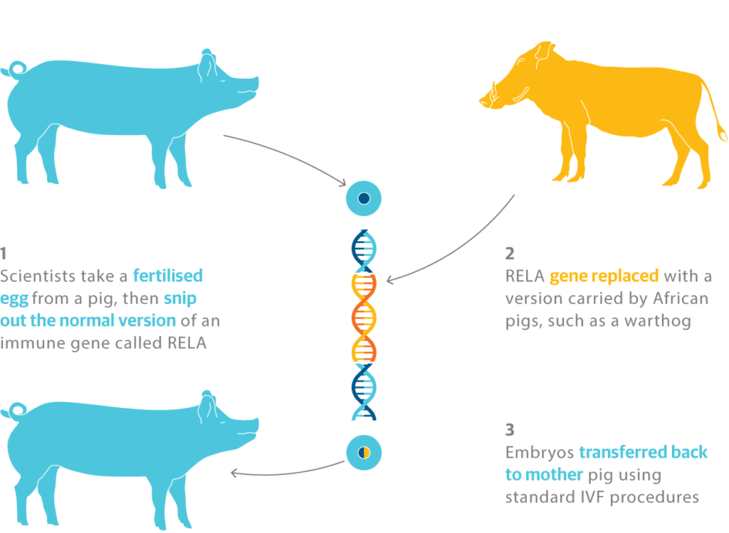 research on animal genetics