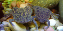 Xenopus laevis by Tim Vickers