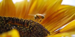 bee sunflower