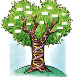 family tree