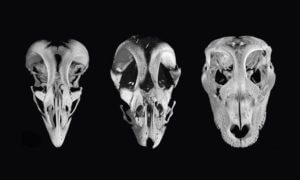 To learn about the evolution of bird beaks, scientists experimented on chicken embryos to create dinosaur-like faces.
