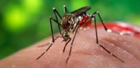 Genetically engineered mosquitoes nearly eradicate dengue fever-spreading bugs