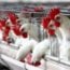 Talking Biotech: GMO opponents block bird flu epidemic solution; Potato biotech