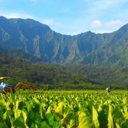 Monsanto Dow vs Maui GMO ban