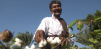 cotton india
