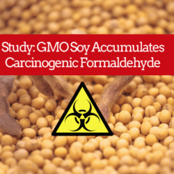 gmo soy accumulates formaldehyde greenmedinfo com
