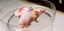 trans genics mouse ear googlei search