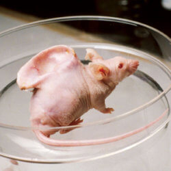trans genics mouse ear googlei search