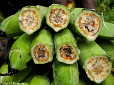 xanthomonas fruit symptoms