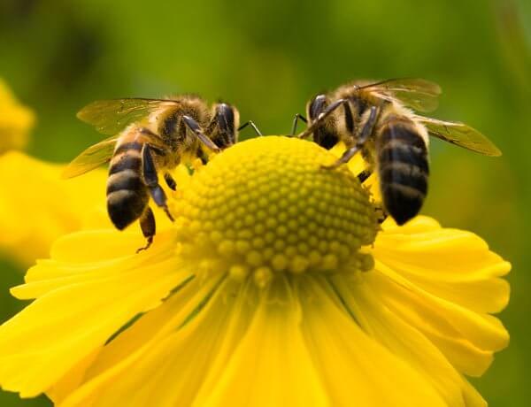 Bees Pollinating