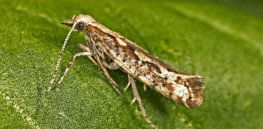 CSIRO ScienceImage Diamond back moth Plutella xylostella