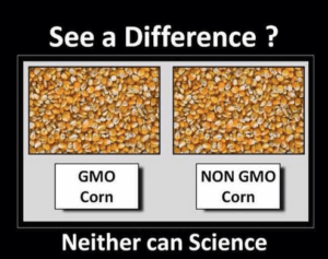 GMO-corn