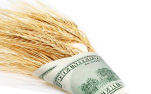 NEW Wheat And Dollars
