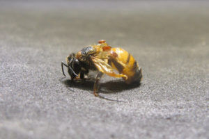 Monsanto is exploring the use of RNA interference to kill a mite that may play a role in bee die-offs. (Monsanto)