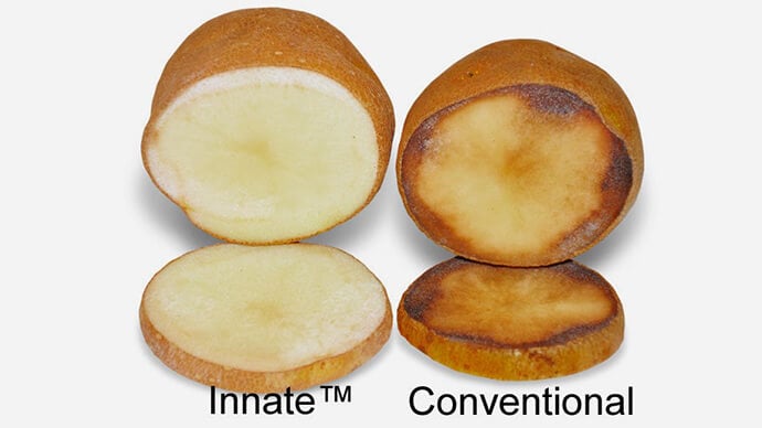 simplot-innate-potato