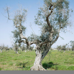 OLIVE master